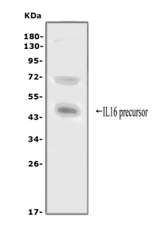 IL16 Rabbit Polyclonal Antibody
