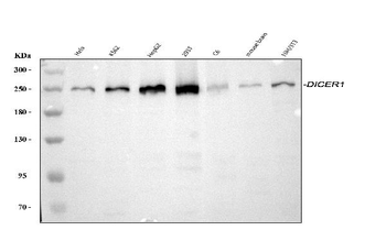 Dicer/DICER1 Antibody