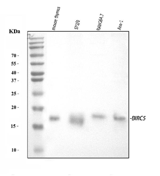 Survivin/BIRC5 Antibody