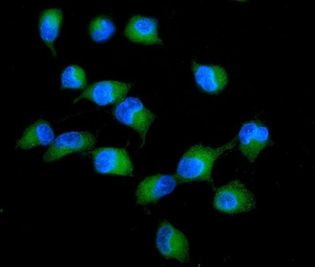 PKC delta/PRKCD Rabbit Polyclonal Antibody