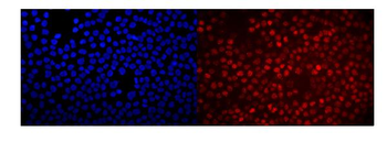 RACK1 GNB2L1 Antibody