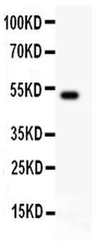 IL18 Rabbit Polyclonal Antibody