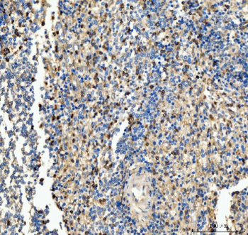 CD63 Rabbit Polyclonal Antibody