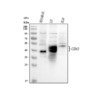 CD63 Rabbit Polyclonal Antibody