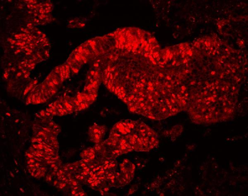 MCM7 Antibody