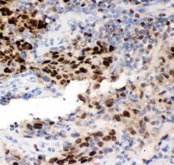 MCM7 Antibody