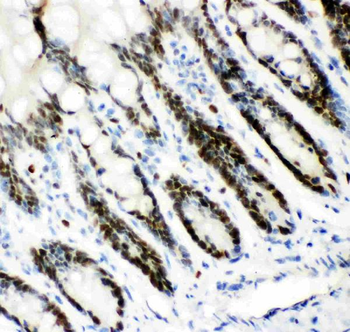 MCM7 Antibody