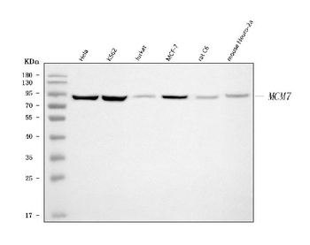 MCM7 Antibody