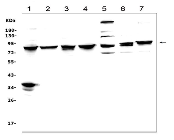 MAD1/MAD1L1 Antibody