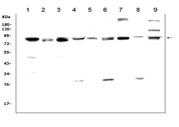 MAD1/MAD1L1 Antibody