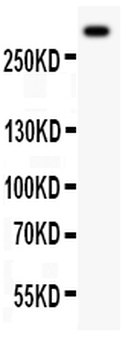 Von Willebrand Factor/VWF Antibody