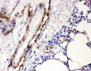 Von Willebrand Factor/VWF Antibody