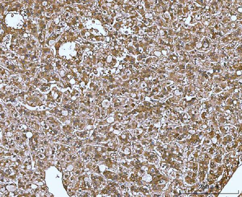MIF Rabbit Polyclonal Antibody