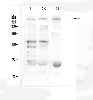Dystrophin/DMD Rabbit Polyclonal Antibody