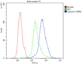 Lamin A+C/LMNA Antibody