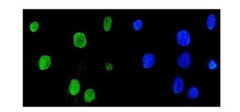 Mad2L1 Rabbit Polyclonal Antibody