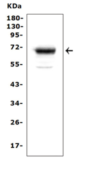 Mesothelin/MSLN Rabbit Polyclonal Antibody