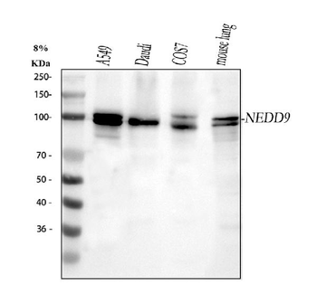 HEF1/NEDD9 Antibody