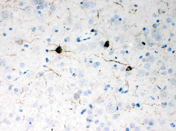 Neuropeptide Y/NPY Rabbit Polyclonal Antibody