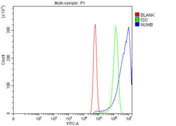 NUMB Rabbit Polyclonal Antibody