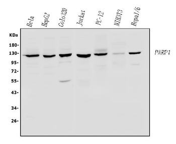 PARP/PARP1 Rabbit Polyclonal Antibody
