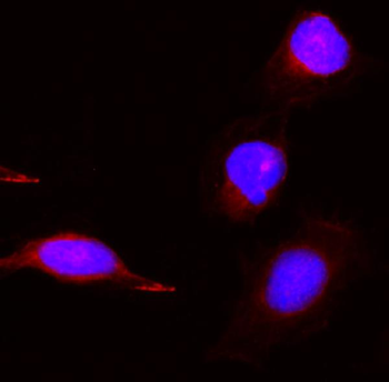 PBK Rabbit Polyclonal Antibody