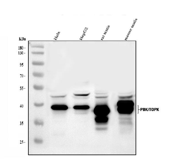 PBK Rabbit Polyclonal Antibody
