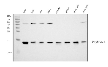 Profilin 1/PFN1 Antibody