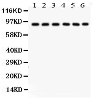 Oct-1/POU2F1 Rabbit Polyclonal Antibody