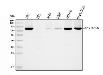 PKC alpha/PRKCA Rabbit Polyclonal Antibody