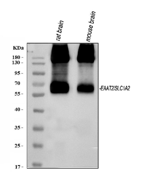 EAAT2/GLT-1/SLC1A2/GLT Rabbit Polyclonal Antibody