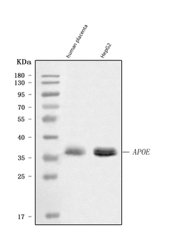 Apolipoprotein E/APOE Rabbit Polyclonal Antibody