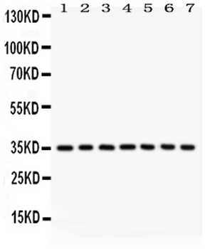 Caspase-9/CASP9 Rabbit Polyclonal Antibody