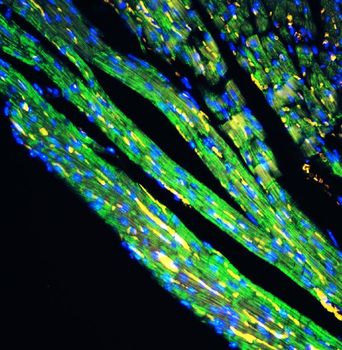 Cytochrome C/CYCS Antibody