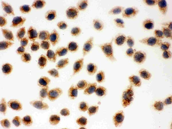 Cytochrome C/CYCS Antibody