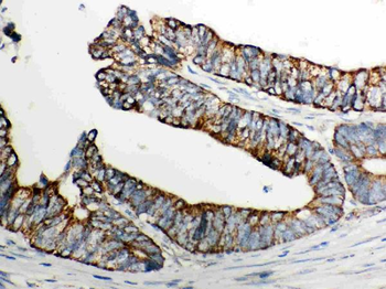 Cytochrome C/CYCS Antibody