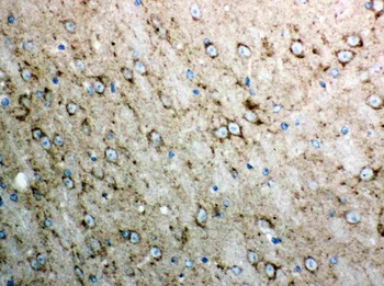 Cytochrome C/CYCS Antibody