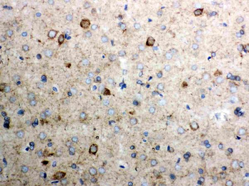 Cytochrome C/CYCS Antibody