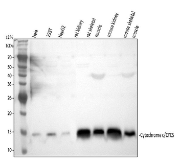 Cytochrome C/CYCS Antibody