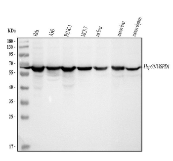 Hsp60/HSPD1 Antibody