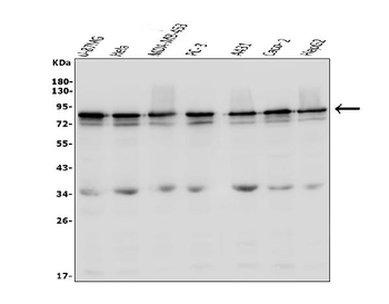 LYRIC/MTDH Rabbit Polyclonal Antibody