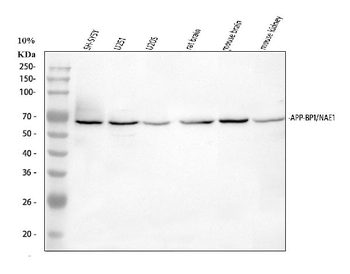 APPBP1/NAE1 Rabbit Polyclonal Antibody
