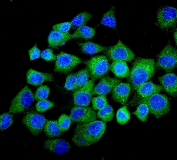 N myc interactor/NMI Antibody