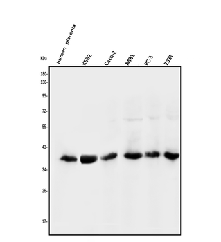 N myc interactor/NMI Antibody