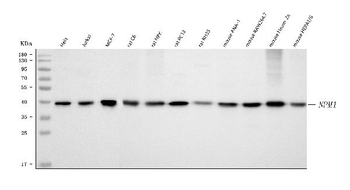 Nucleophosmin/NPM1 Rabbit Polyclonal Antibody