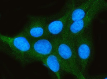 PP2A-alpha/PPP2CA Antibody