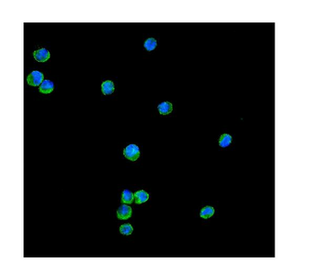 Peroxiredoxin 1/PRDX1 Antibody