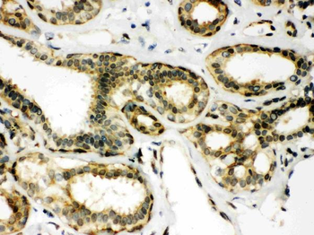 Peroxiredoxin 6/PRDX6 Antibody