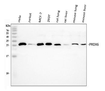 Peroxiredoxin 6/PRDX6 Antibody