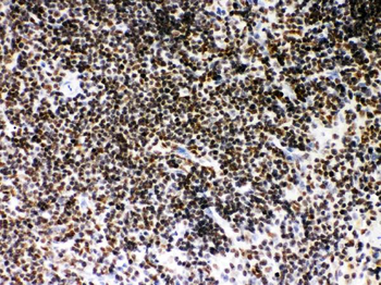 SIRT7 Rabbit Polyclonal Antibody